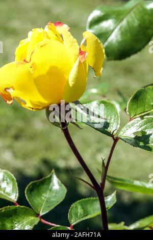 Giallo rosa rampicante, Golden Showers Foto Stock