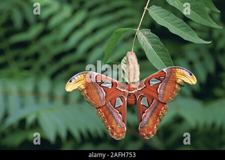 Atlas Moth (Attacus atlas) appena emerse appeso femmina su cocoon su albero di cielo. Foto Stock