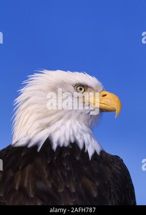 Adulto aquila calva contro il cielo blu. Foto Stock