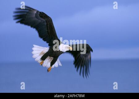 Aquila calva adulto battenti contro plumbeo, tempestoso, cieli. Foto Stock