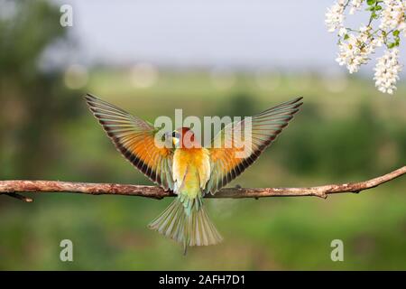 Uccello del paradiso con piumaggio di colore diffondere le sue bellissime ali Foto Stock