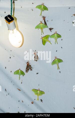 Numero elevato di Luna falene sul foglio durante una molla a vapori di mercurio illuminazione notturna sessione Congaree vicino fiume, Carolina del Sud. Nota anche la peltata M Foto Stock