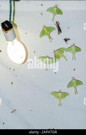 Numero elevato di Luna falene sul foglio durante una molla a vapori di mercurio illuminazione notturna sessione Congaree vicino fiume, Carolina del Sud. Nota anche la peltata M Foto Stock