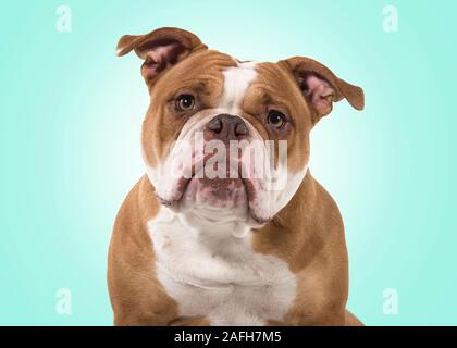 Ritratto di un vecchio Bulldog inglese sporgersi in avanti e guardando la telecamera isolata su uno sfondo blu con un punto bianco Foto Stock