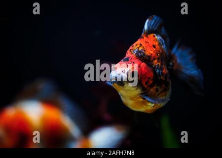 Oranda pesci rossi in acquario serbatoio. Pesce rosso nuoto intorno all'acquario Foto Stock