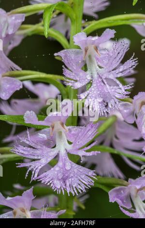 Grande viola orlate Orchidea (Platanthera grandiflora) Fiori con gocce di pioggia dopo inizio temporale estivo. In Pennsylvania, estate. Foto Stock