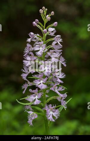 Grande viola orlate Orchidea (Platanthera grandiflora) racemo dopo inizio temporale estivo. In Pennsylvania, estate. Foto Stock