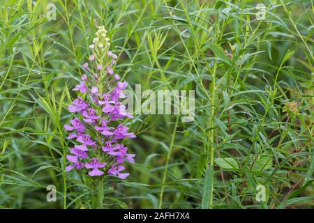 Viola Fringeless Orchidea (Platanthera peramoena) coperto di Rugiada di mattina presto. In Pennsylvania, estate. Foto Stock