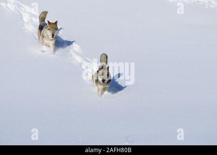 Lupi grigi che attraversano, coperta di neve, lago ghiacciato in inverno. Foto Stock