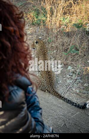 Spettacolare vista ingrandita di Leopard da vettura durante i safari Foto Stock