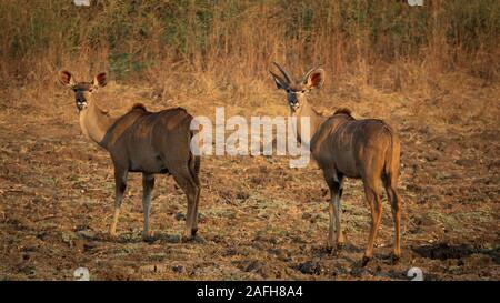 Maschio e femmina Kudu guardando indietro alla fotocamera Foto Stock