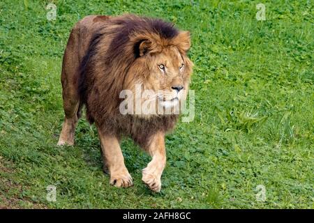 Leone maschio stalking ad una preda in natura Foto Stock