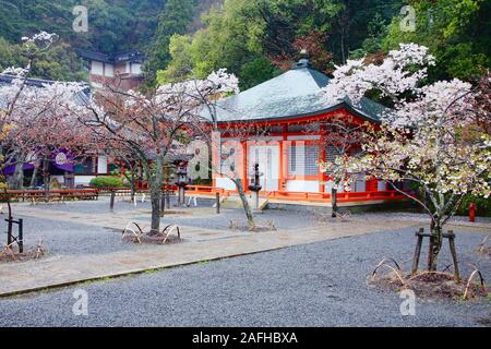 Piovosa Tempio Kurama e fiore di ciliegio in Kyoto, Giappone. Luogo buddista del culto. Foto Stock