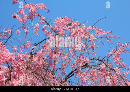 Il Parco Ueno tempo primaverile. La fioritura dei ciliegi a Tokyo in Giappone. Rosa fiori di ciliegio. Ciliegio piangente - shidarezakura. Foto Stock