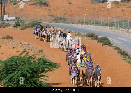 "Ras al Khaimah Ras al Khaimah/Emirati Arabi Uniti - 12/14/2019: gruppo di cammelli in caravan risalendo la pista di sabbia lontano dalla pista' Foto Stock