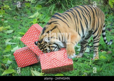 Londra 16 Dic 2019. Nel territorio della Tigre, tigre di Sumatra Asim pounces su vivacemente avvolto presenta riempito con il suo preferito la Turchia ali. Le tigri di Sumatra (Panthera tigris sumatrae) sono classificati come specie gravemente minacciate nel selvaggio attraverso la perdita di habitat e la caccia di frodo, con meno di 300 a sinistra. Il conto alla rovescia per il Natale ha iniziato allo Zoo di Londra, come i custodi del giardino zoologico occupato portare sorprese stagionali per lo Zoo di residenti. Nel territorio della Tigre, tigre di Sumatra Asim pounces su vivacemente avvolto presenta riempito con il suo preferito la Turchia ali. Credito: Imageplotter/Alamy Live News Foto Stock