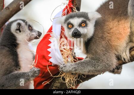 Londra 16 Dic 2019. Lo Zoo di ring-tailed lemuri unirsi in azione con i propri appendere le calze, farcite con una selezione di veggie rifili. Anello-tailed lemuri (Lemur catta) sono classificate come minacciate di estinzione a causa di perdita di habitat, a caccia di bush e di carne di animali esotici del commercio. Essi sono nativi del Madagascar. Il conto alla rovescia per il Natale ha iniziato allo Zoo di Londra, come i custodi del giardino zoologico occupato portare sorprese stagionali per lo Zoo di residenti. Nel territorio della Tigre, tigre di Sumatra Asim pounces su vivacemente avvolto presenta riempito con il suo preferito la Turchia ali. Credito: Imageplotter/Alamy Live News Foto Stock