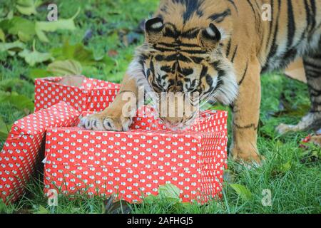 Londra 16 Dic 2019. Nel territorio della Tigre, tigre di Sumatra Asim pounces su vivacemente avvolto presenta riempito con il suo preferito la Turchia ali. Le tigri di Sumatra (Panthera tigris sumatrae) sono classificati come specie gravemente minacciate nel selvaggio attraverso la perdita di habitat e la caccia di frodo, con meno di 300 a sinistra. Il conto alla rovescia per il Natale ha iniziato allo Zoo di Londra, come i custodi del giardino zoologico occupato portare sorprese stagionali per lo Zoo di residenti. Nel territorio della Tigre, tigre di Sumatra Asim pounces su vivacemente avvolto presenta riempito con il suo preferito la Turchia ali. Credito: Imageplotter/Alamy Live News Foto Stock