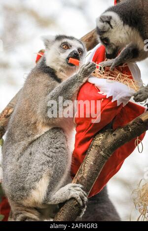 Londra 16 Dic 2019. Lo Zoo di ring-tailed lemuri unirsi in azione con i propri appendere le calze, farcite con una selezione di veggie rifili. Anello-tailed lemuri (Lemur catta) sono classificate come minacciate di estinzione a causa di perdita di habitat, a caccia di bush e di carne di animali esotici del commercio. Essi sono nativi del Madagascar. Il conto alla rovescia per il Natale ha iniziato allo Zoo di Londra, come i custodi del giardino zoologico occupato portare sorprese stagionali per lo Zoo di residenti. Nel territorio della Tigre, tigre di Sumatra Asim pounces su vivacemente avvolto presenta riempito con il suo preferito la Turchia ali. Credito: Imageplotter/Alamy Live News Foto Stock