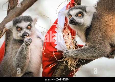 Londra 16 Dic 2019. Lo Zoo di ring-tailed lemuri unirsi in azione con i propri appendere le calze, farcite con una selezione di veggie rifili. Anello-tailed lemuri (Lemur catta) sono classificate come minacciate di estinzione a causa di perdita di habitat, a caccia di bush e di carne di animali esotici del commercio. Essi sono nativi del Madagascar. Il conto alla rovescia per il Natale ha iniziato allo Zoo di Londra, come i custodi del giardino zoologico occupato portare sorprese stagionali per lo Zoo di residenti. Nel territorio della Tigre, tigre di Sumatra Asim pounces su vivacemente avvolto presenta riempito con il suo preferito la Turchia ali. Credito: Imageplotter/Alamy Live News Foto Stock