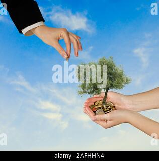 Albero di olivo di palme come un dono Foto Stock