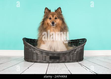 Carino capelli lunghi shetland sheepdog seduto in un cane letto su uno sfondo blu Foto Stock