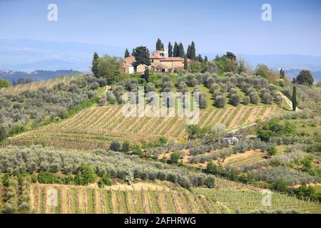 Vigneti e Oliveti in Toscana - Italia rurale. Superficie agricola in provincia di Siena. Foto Stock