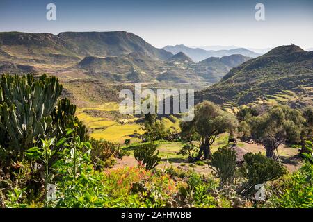 Etiopia, Tigray, K'Eyih, a schiera campi agricoli nel paesaggio spettacolare al tempo del raccolto Foto Stock