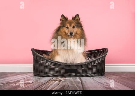 Carino capelli lunghi shetland sheepdog seduto in un cane letto su un sfondo rosa Foto Stock