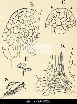 . La struttura e lo sviluppo di muschi e felci (Archegoniatae). Fig. 179.-Onoclea struthiopteris. Una sezione longitudinale del giovane sporofito stillconnected con il prothallium (Pr), X6o; B, l'apice della stessa, XI8o; C, surfaceview del giovane cotiledone che mostra la prima dicotomia; D, regione centrale di una,mostrando il primario tracheary tessuto, XI8o; E, giovane sporofito con nearlyfull-cresciute cotiledone e radice principale, X3; st, stelo; L^, cotiledone; L^ secondleaf; F, piede; Pr, prothallium. Il prothallium. Come in Marattia la crescita è molto strongerupon il lato esterno e la foglia è fortemente c Foto Stock