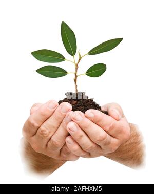 Il germoglio di palme come un simbolo della protezione della natura Foto Stock