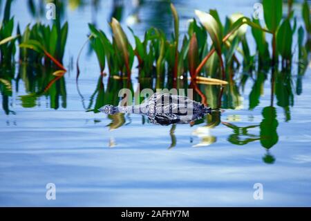 Un occhio di visualizzazione a livello di un parzialmente sommerso in coccodrillo la Georgia Okefenokee Swamp. Foto Stock