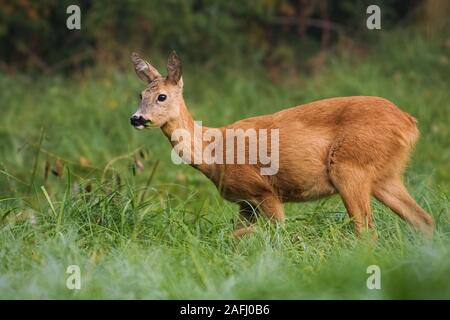 Vigile di capriolo femmina mangiare erba mentre pascolano sul prato verde Foto Stock