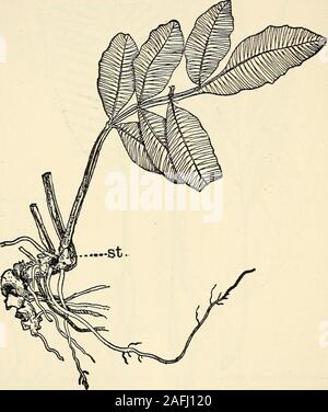 . La struttura e lo sviluppo di muschi e felci (Archegoniatae). Fig. 168.-Archangiopteris Henryi. Una intera foglia sterile, ridotta; B, base della stipe,mostrando la stipules; C, parte di una fertile pinna, della dimensione naturale. (AfterChrist & Giesenhagen.) , la contrazione della parete più sottile di cellule circondato da firmertissue. Il numero di spore prodotte in ogni loculi è di circa-imately 1750 per Dancca, 7500 per Kaulfiissia, 2500 per Marat-tia, e 1450 per Angiopteris. J Bowers conto e figure di Angiopteris differiscono da thespecimens esaminato dallo scrittore in spessore maggiore di 298 MOSS Foto Stock