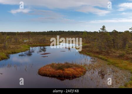 Ecopark nelle torbiere con piccoli laghi e sentieri di legno. Terreno paludoso nel mezzo di Estonia Foto Stock