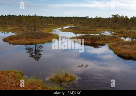 Ecopark nelle torbiere con piccoli laghi e sentieri di legno. Terreno paludoso nel mezzo di Estonia Foto Stock