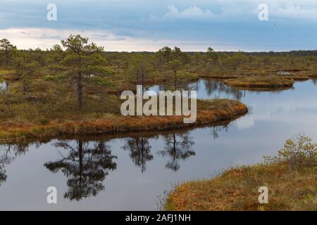 Ecopark nelle torbiere con piccoli laghi e sentieri di legno. Terreno paludoso nel mezzo di Estonia Foto Stock