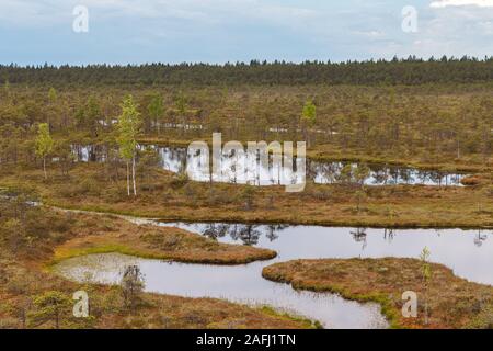 Ecopark nelle torbiere con piccoli laghi e sentieri di legno. Terreno paludoso nel mezzo di Estonia Foto Stock