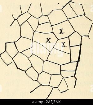 . La struttura e lo sviluppo di muschi e felci (Archegoniatae). Fig. i6o.-A, sezione longitudinale; B, sezione trasversale di radici da vecchie sporo"phyte di M. Douglasii, mostrando apparentemente più di una cella iniziale, X200. più numerose. Holle afferma che questo non è il caso inMarattia, dove una sola radice è formata per ogni foglia, inAngiopteris due. Ciò richiede tuttavia una conferma in piante theolder. Come le radici diventano più grandi non è più pos-bili per distinguere certamente una singola cellula iniziale. Il adjacentsegments stessi assumono in una certa misura la funzione ofinitials, e t Foto Stock