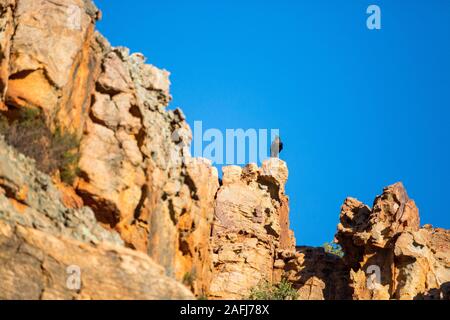 Un corvo seduto sulla parte superiore di una formazione di roccia, Cederberg Wilderness Area, Sud Africa Foto Stock