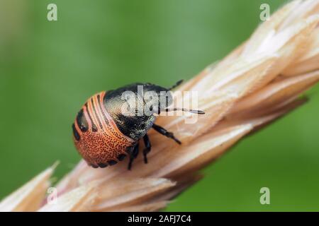 Tartaruga precoce Shieldbug ninfa instar (Eurygaster "testudinaria) arroccato sulle sementi da prato testa. Tipperary, Irlanda Foto Stock