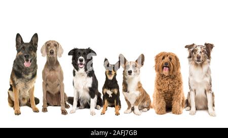 Gruppo di diversi tipi di razze di cani adulti seduti guardando la telecamera isolata su uno sfondo bianco Foto Stock