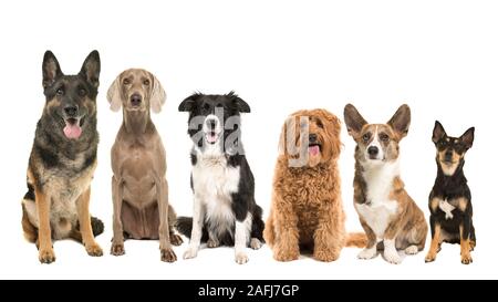 Gruppo di diversi tipi di razze di cani adulti seduti guardando la telecamera isolata su uno sfondo bianco disposto da grande a piccolo Foto Stock