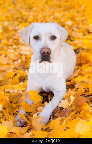 Cane Labrador bianco in foglie d'autunno Foto Stock