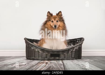 Carino capelli lunghi sheltie dog sitter in un cane letto su uno sfondo grigio Foto Stock