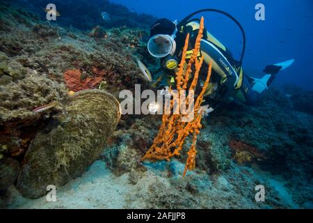 Scuba Diver orologi un Mediterraneo (spugna Axinella cannabina) accanto a un nobile guscio della penna (Pinna nobilis), bodrum, Turchia Foto Stock