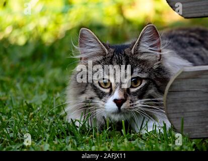 Norvegese delle Foreste maschio peeking il suo compagno gatti dietro una recinzione Foto Stock