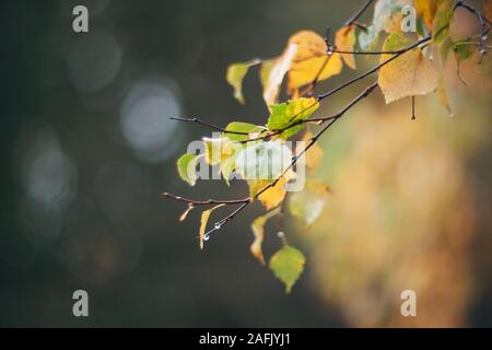 Ramo di betulla con wet ingiallito le foglie in autunno, dal quale le gocce di pioggia gocciolare nel triste novembre meteo. Foto Stock