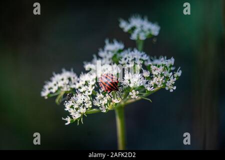 Ripresa macro di un arancio listati shieldbug (Graphosoma lineatum) sulla gara wite fiori con un sfondo bokeh di fondo Foto Stock