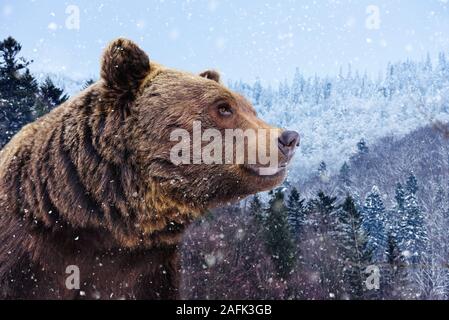 L'orso bruno (Ursus arctos) nel suo habitat naturale Foto Stock